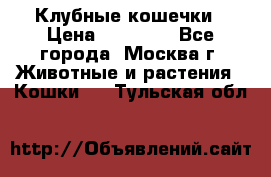 Клубные кошечки › Цена ­ 10 000 - Все города, Москва г. Животные и растения » Кошки   . Тульская обл.